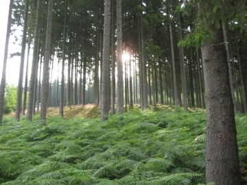 Wald- und Naturschutzgebiet Granitz